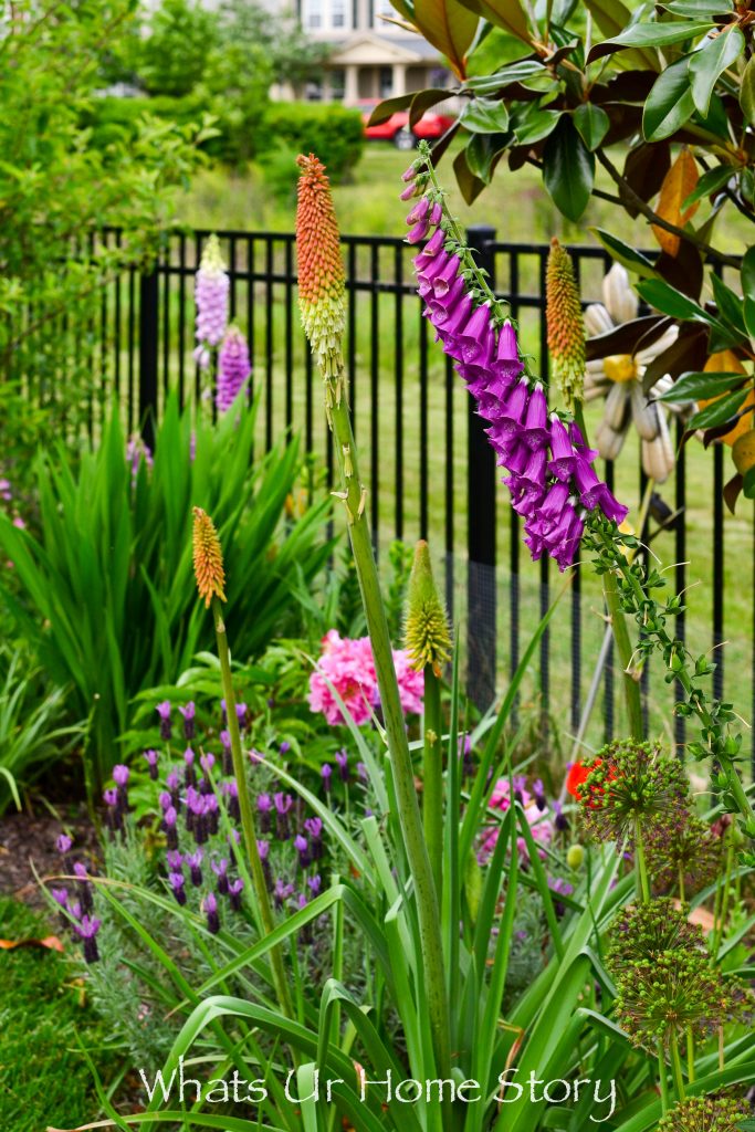 Small Yard Garden Tour   May 2020