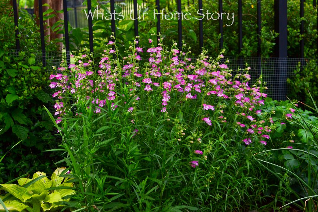 Small Yard Garden Tour May 2020