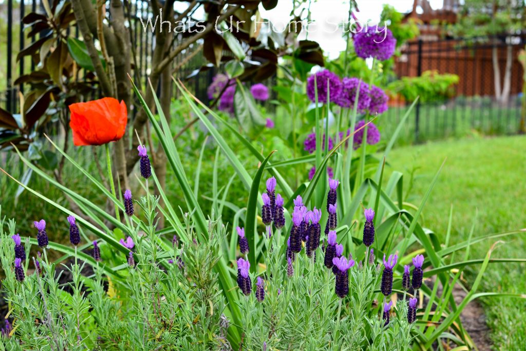 Small Yard Garden Tour   May 2020