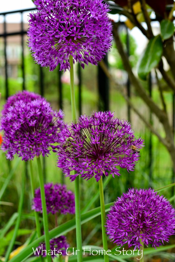 Small Yard Garden Tour   May 2020