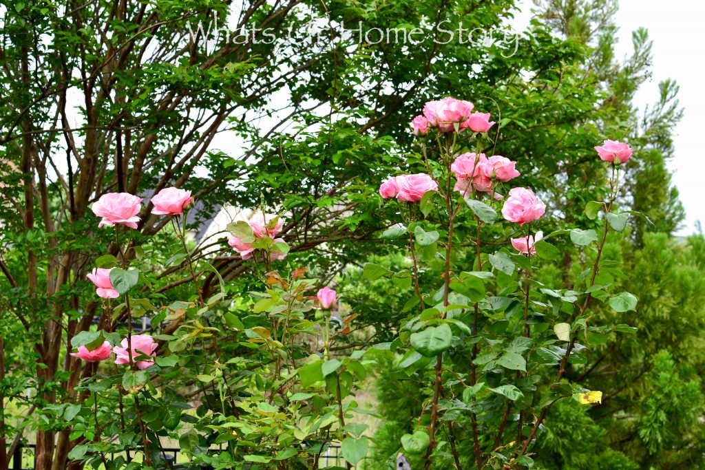 Small Yard Garden Tour May 2020