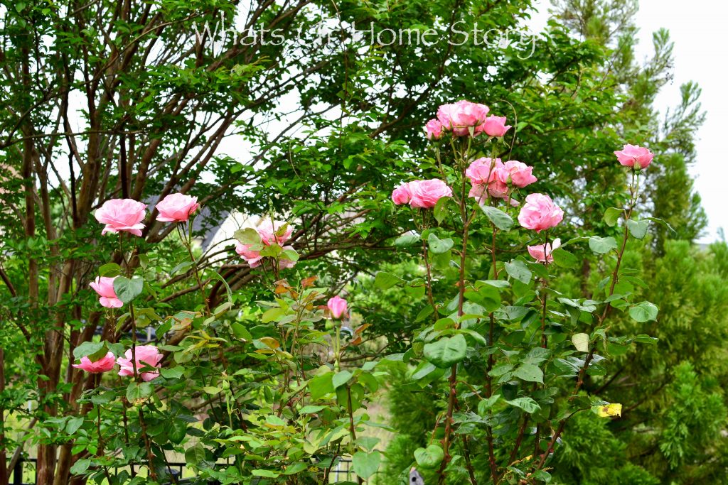 Small Yard Garden Tour   May 2020