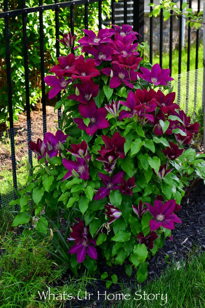 Small Yard Garden Tour   May 2020