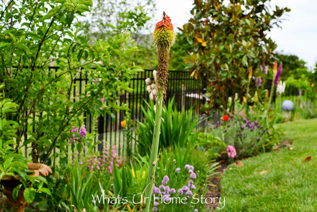 Small Yard Garden Tour   May 2020