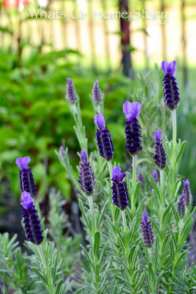 Small Yard Garden Tour   May 2020