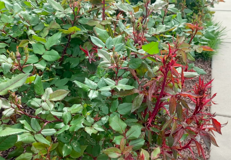 Rose Rosette Disease & Treatment Whats Ur Home Story