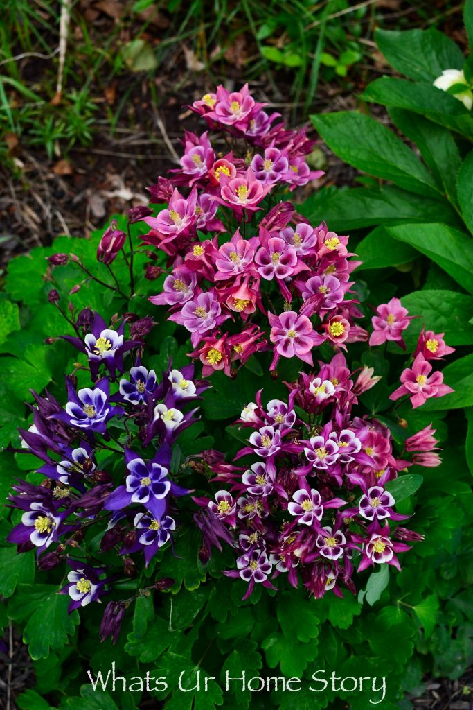 Small Yard Garden Tour May 2020