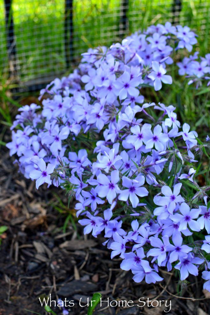 Small Yard Garden Tour May 2020