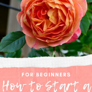 A Beginner's Guide - How to Start a Flower Garden