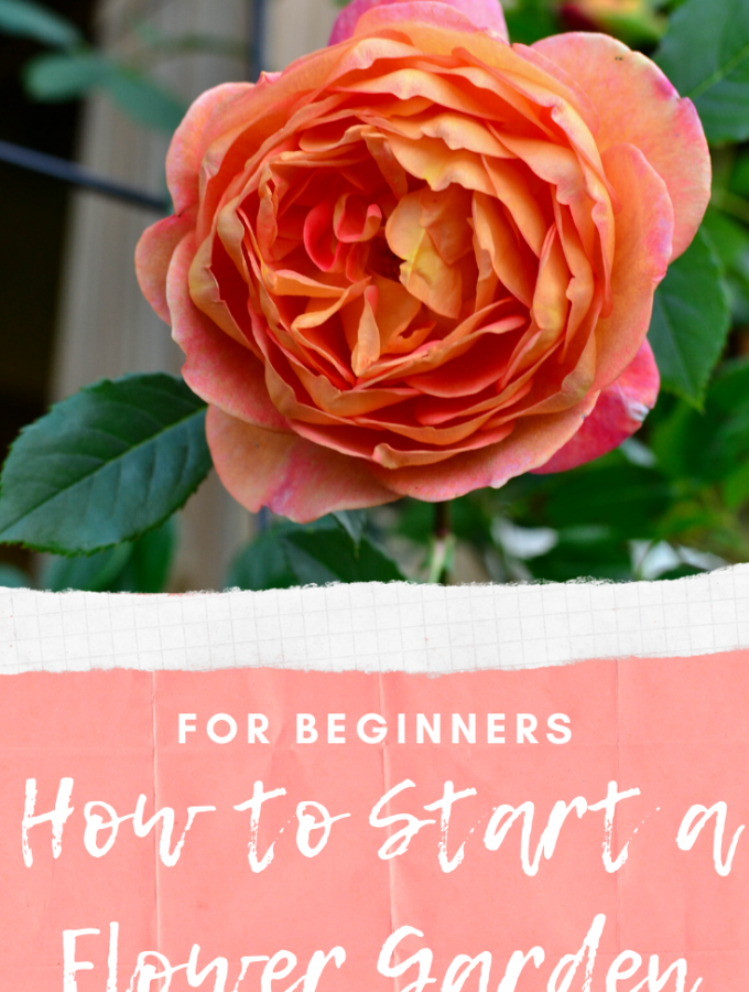 A Beginner's Guide - How to Start a Flower Garden