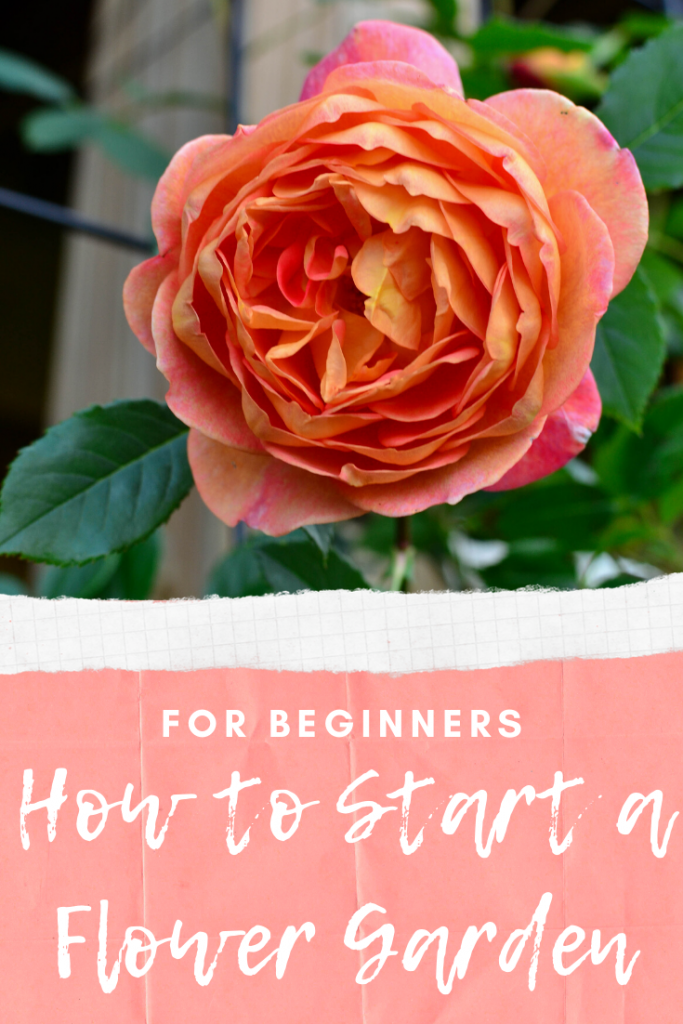 How to Start a Flower Garden for Beginners