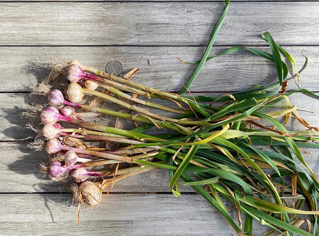 Starting A Vegetable Garden For Beginners