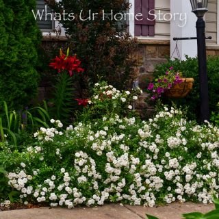 White Drift Rose hedge