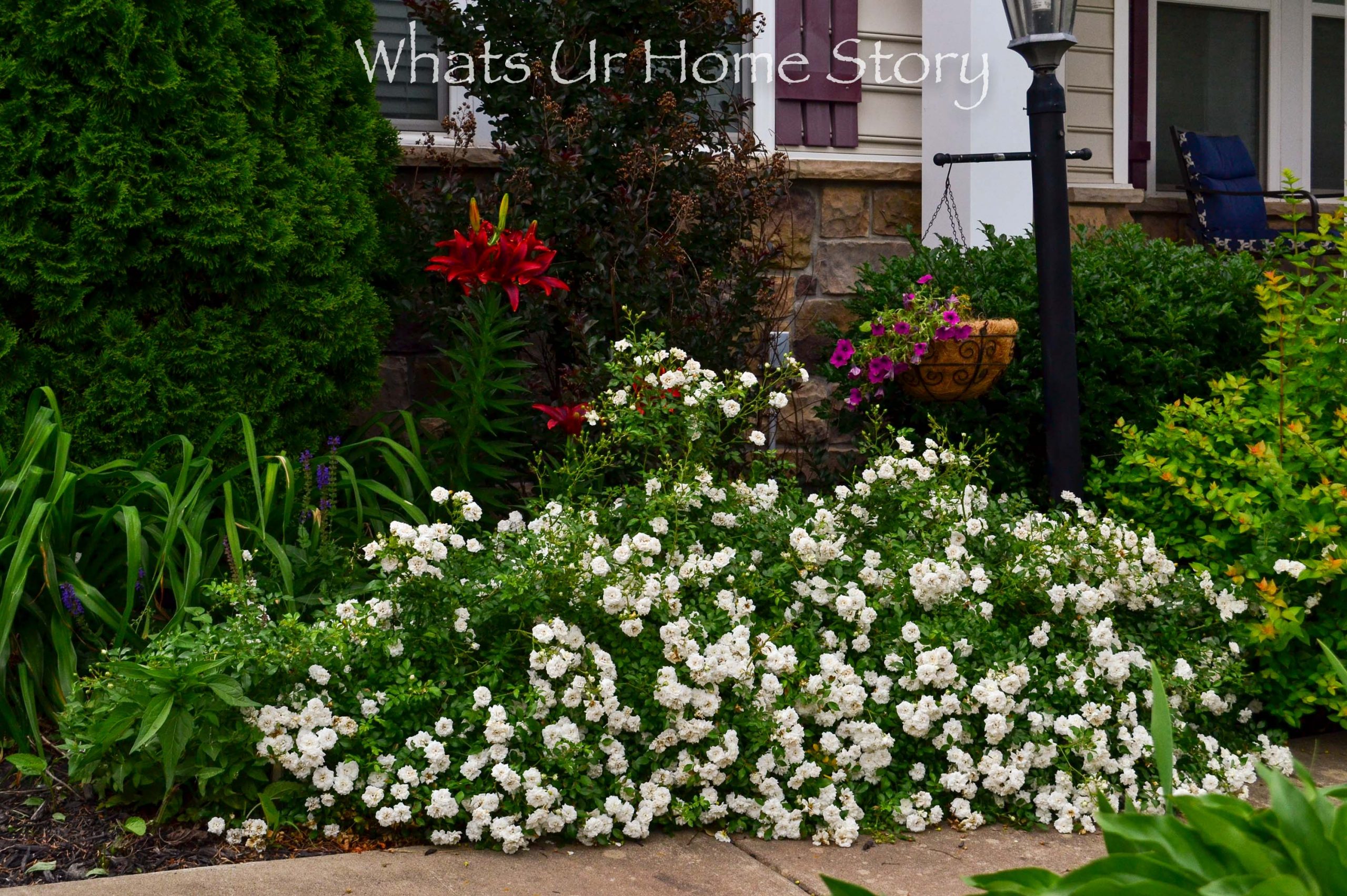 White cheap drift rose