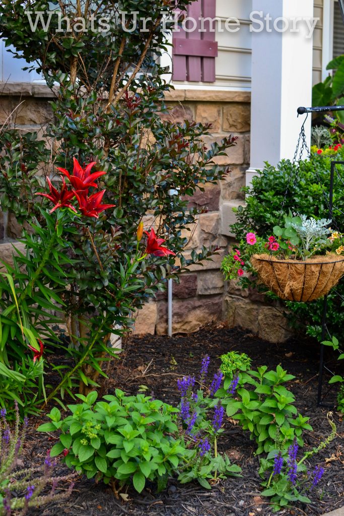 Saying Goodbye to Our Drift Roses & Planting Bobo Hydrangeas