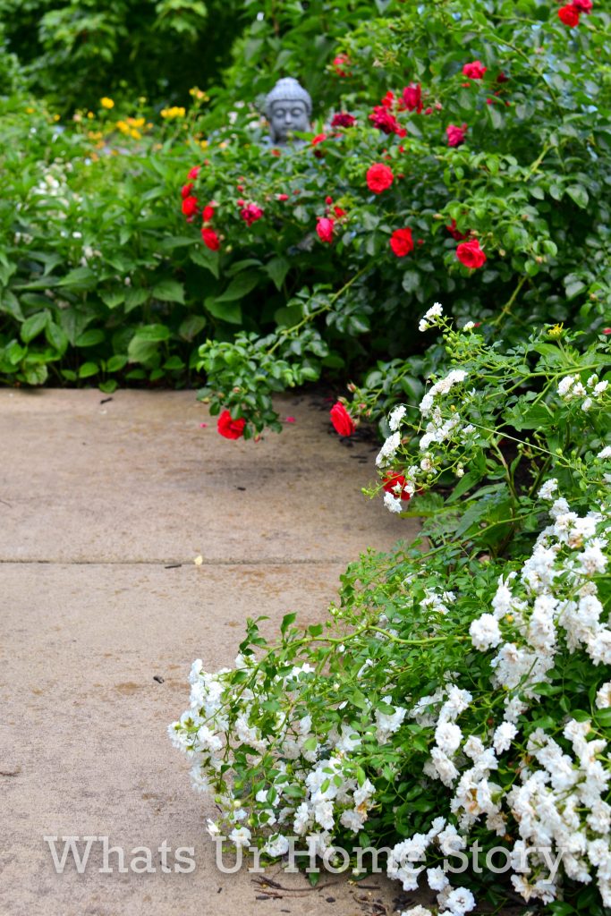 Saying Goodbye to Our Drift Roses & Planting Bobo Hydrangeas