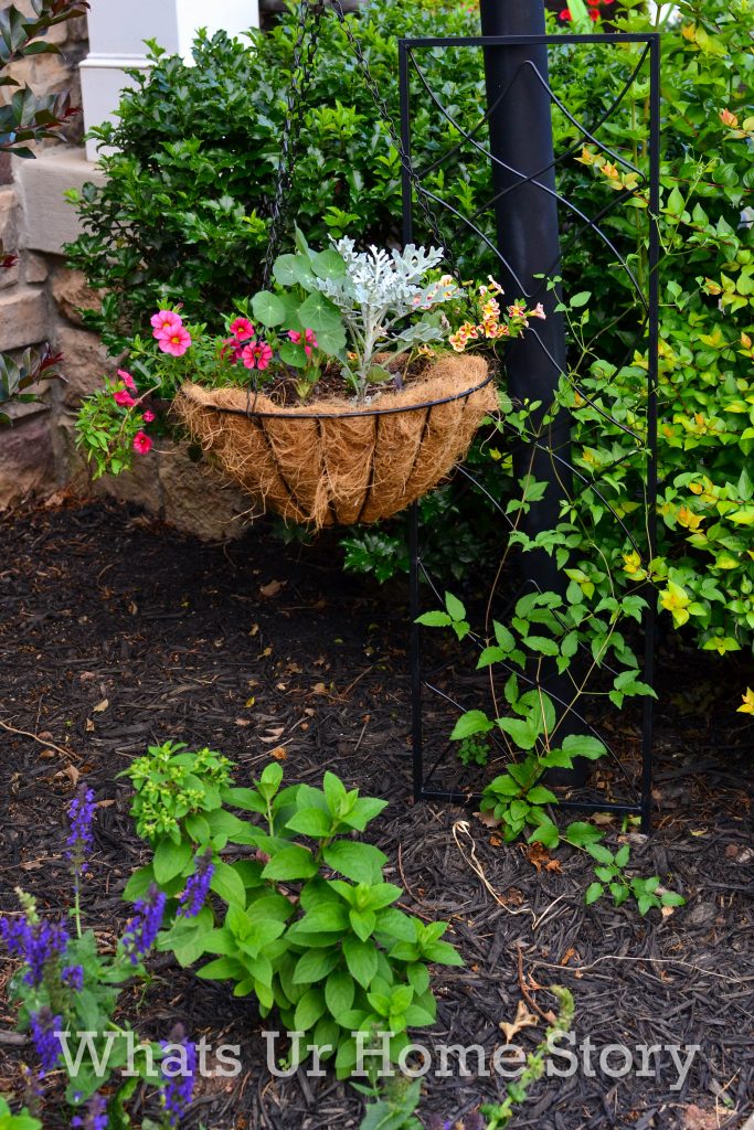 Saying Goodbye to Our Drift Roses & Planting Bobo Hydrangeas