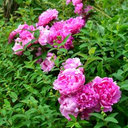 pink peony -Spring Garden Tour 2020