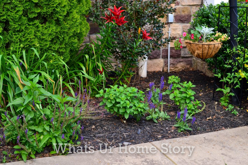 Saying Goodbye to Our Drift Roses & Planting Bobo Hydrangeas