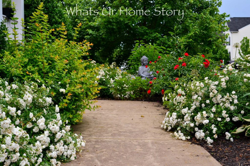 Saying Goodbye to Our Drift Roses & Planting Bobo Hydrangeas