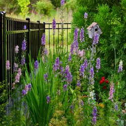 Larkspur blooming in cottage garden - June Garden Tour 2020