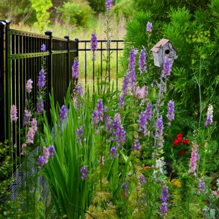 Larkspur blooming in cottage garden - June Garden Tour 2020