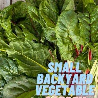 Small Backyard Vegetable Garden Harvest 2020