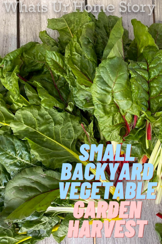 Early June Harvest in Zone 6 Vegetable Garden