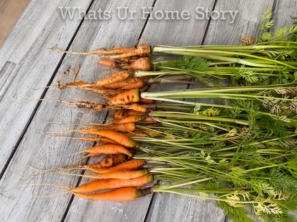 Early June Harvest in Zone 6 Vegetable Garden