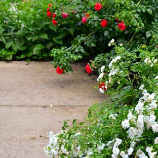 Summer Garden Tour 2020-Zen garden with roses - Icy drift rose and red carpet rose