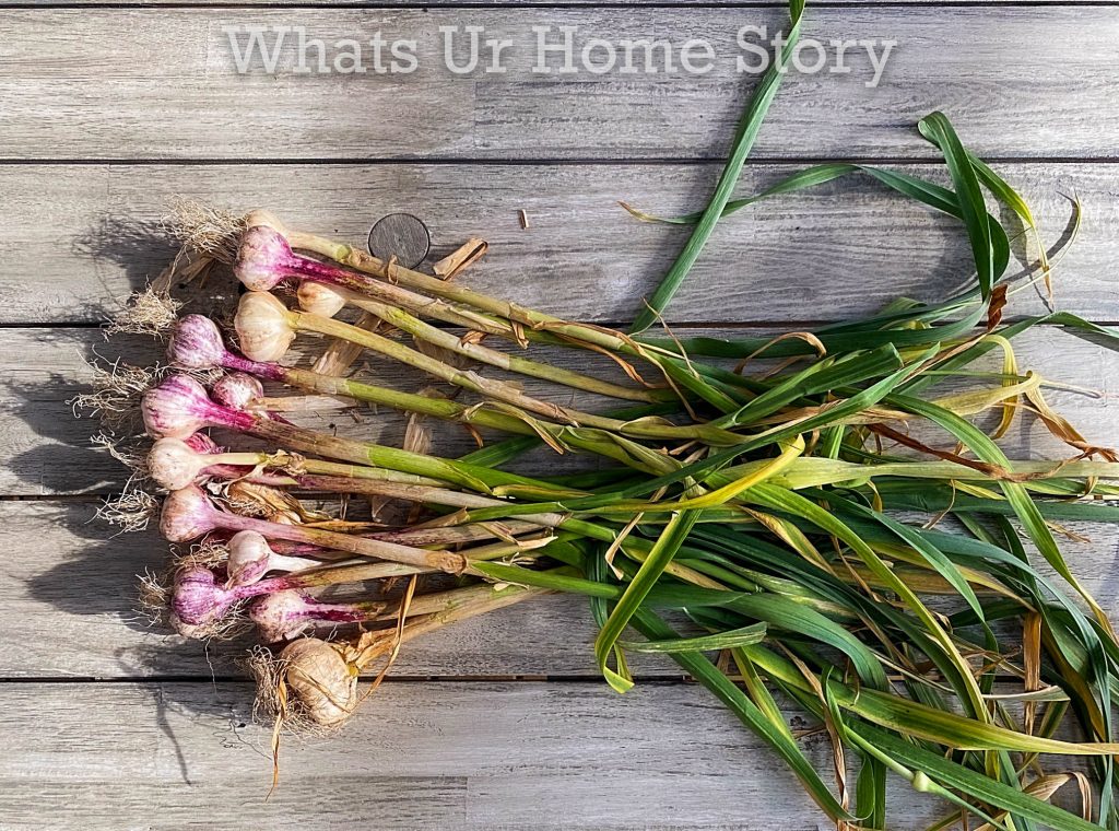 Early June Harvest in Zone 6 Vegetable Garden