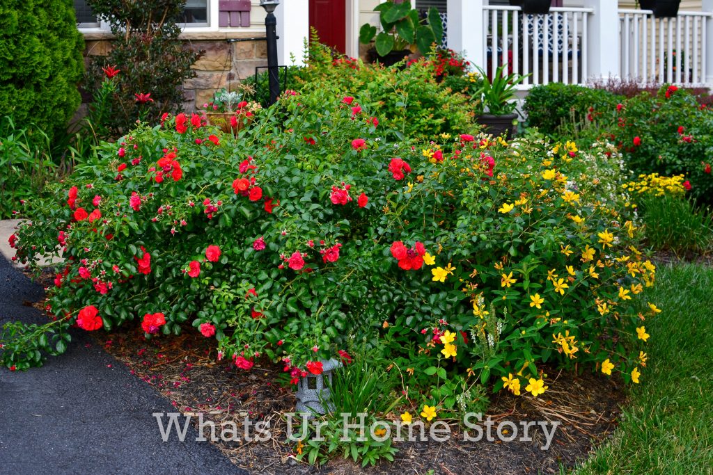 Summer Garden Tour 2020 Part 2