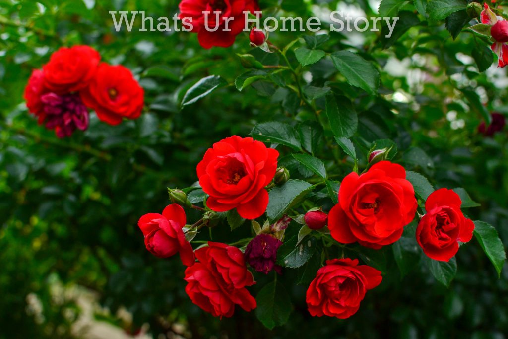 Summer Garden Tour 2020 Part 2