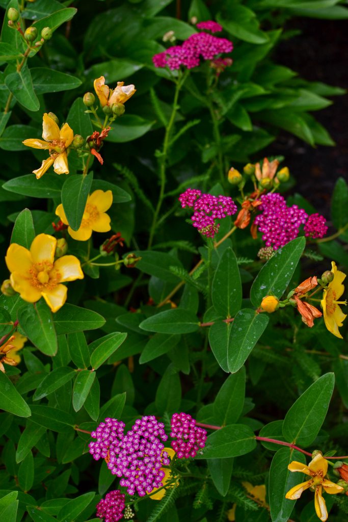 Summer Garden Tour 2020 Part 2