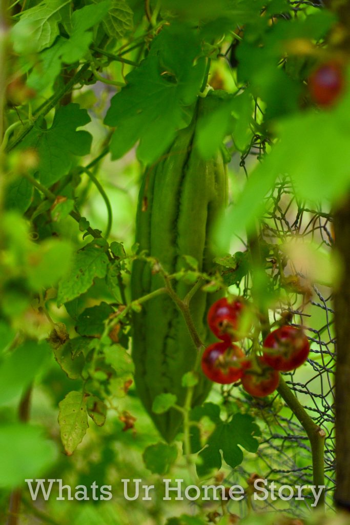 Single Day Harvest From Our Small Vegetable Garden