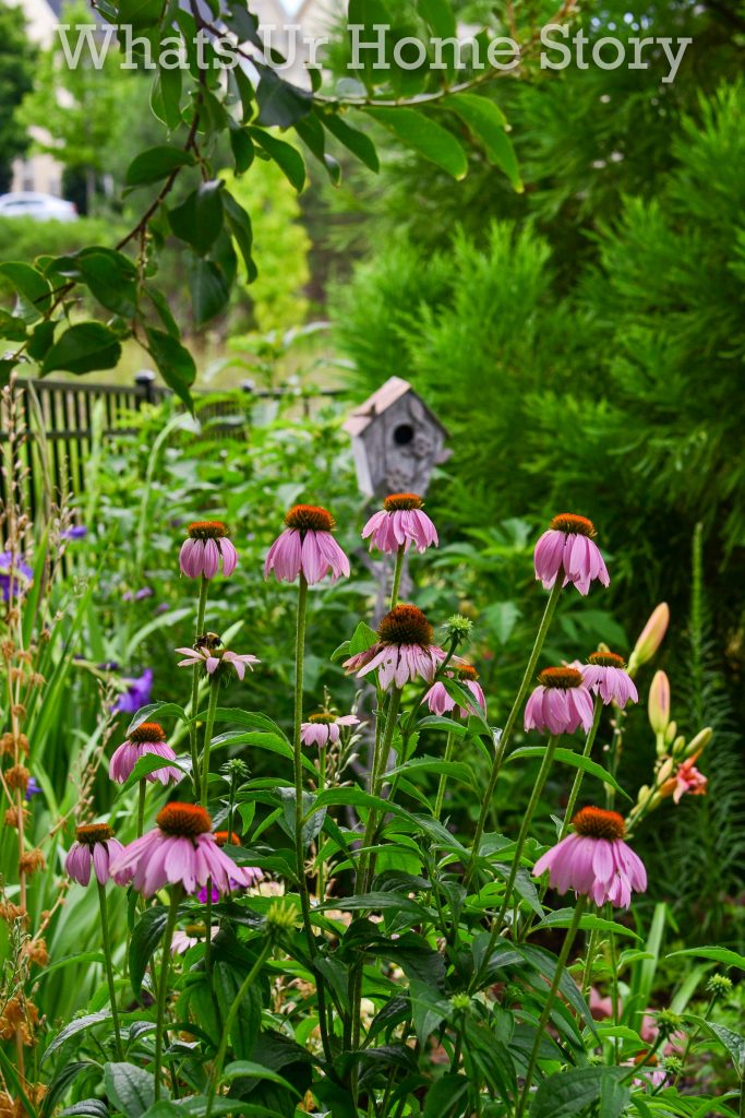 July Garden Tour Summer Cottage Garden 2020