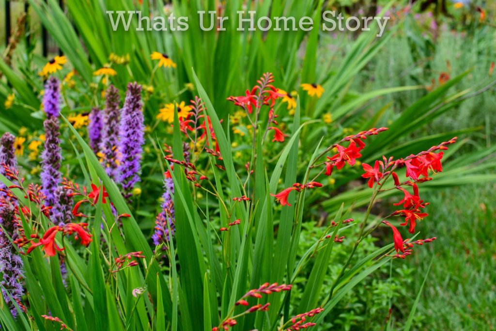 July Garden Tour Summer Cottage Garden 2020