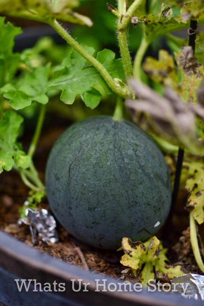 Single Day Harvest From Our Small Vegetable Garden