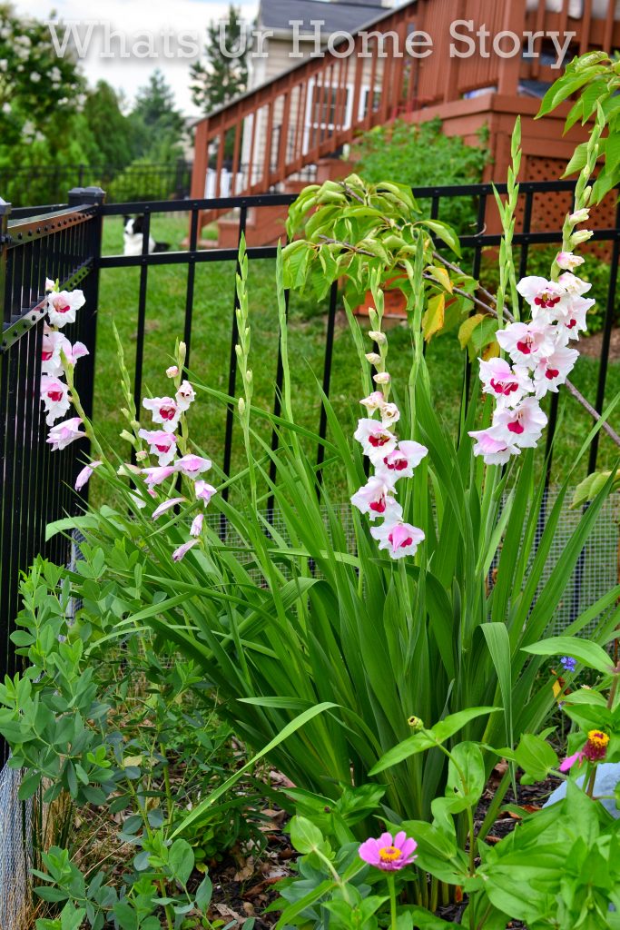 July Garden Tour Summer Cottage Garden 2020