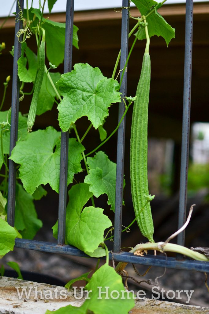 Single Day Harvest From Our Small Vegetable Garden