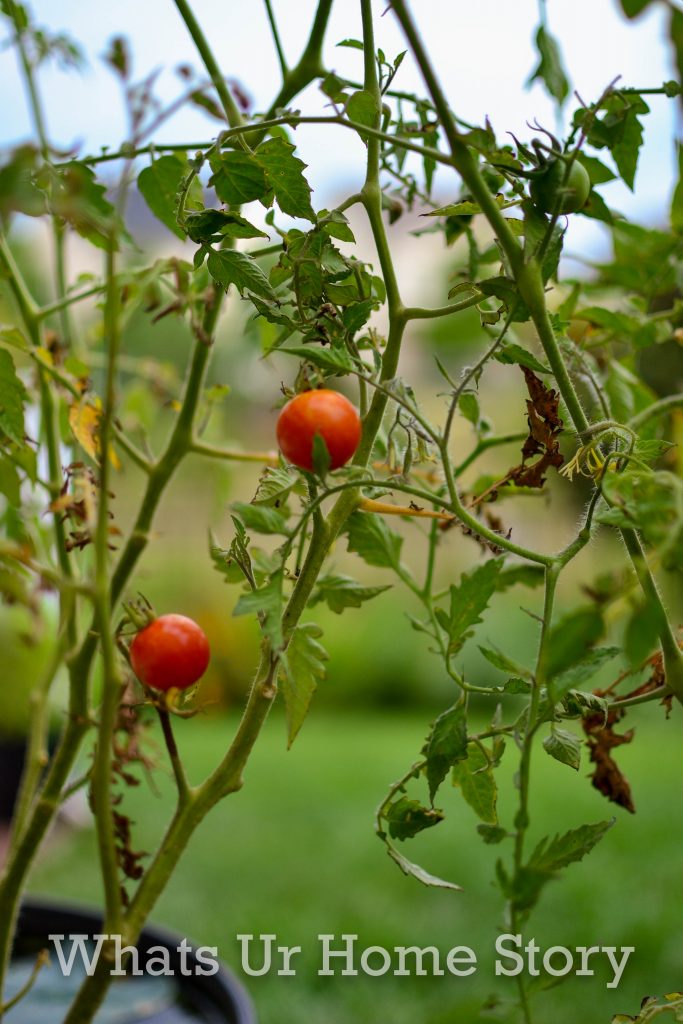 Single Day Harvest From Our Small Vegetable Garden