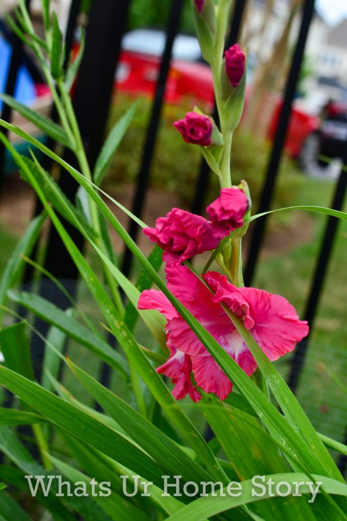 July Garden Tour Summer Cottage Garden 2020