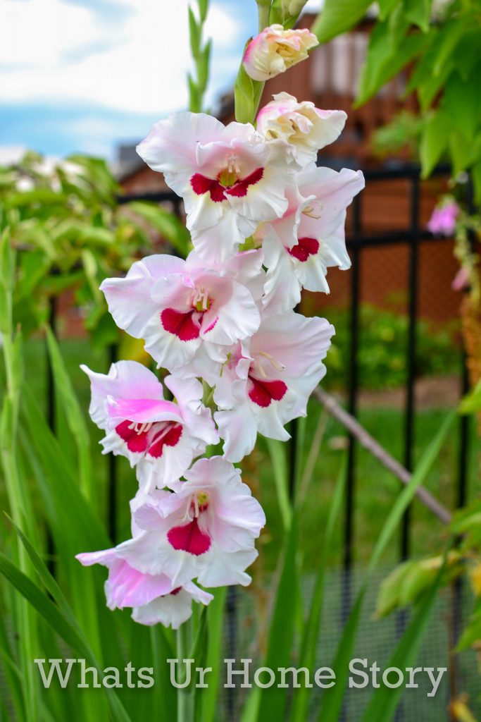 July Garden Tour Summer Cottage Garden 2020
