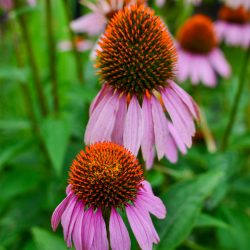 cone flowers