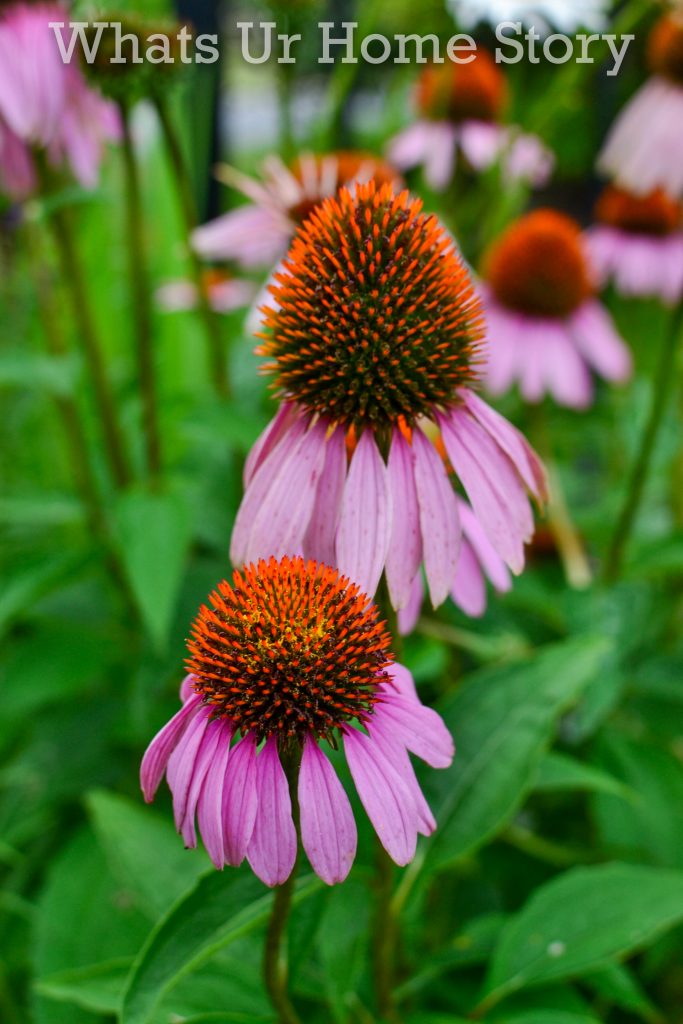 July Garden Tour Summer Cottage Garden 2020