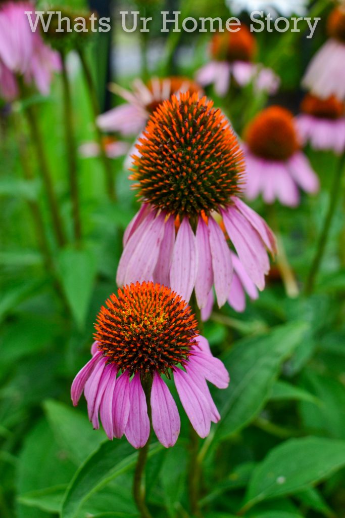 July Garden Tour   Summer Cottage Garden 2020