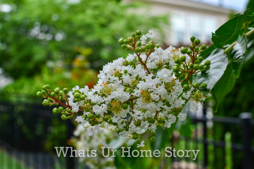 July Garden Tour Summer Cottage Garden 2020
