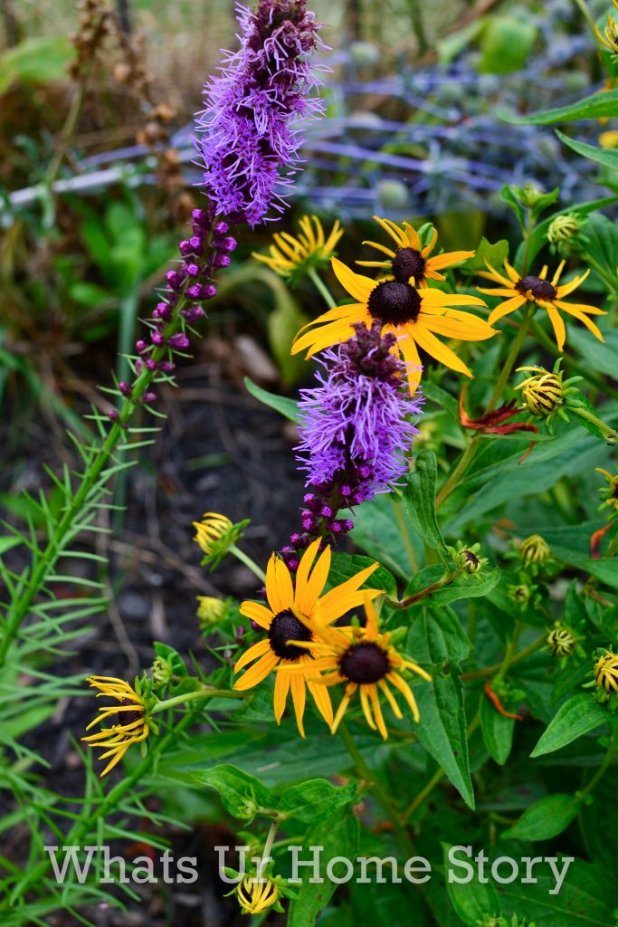 July Garden Tour   Summer Cottage Garden 2020