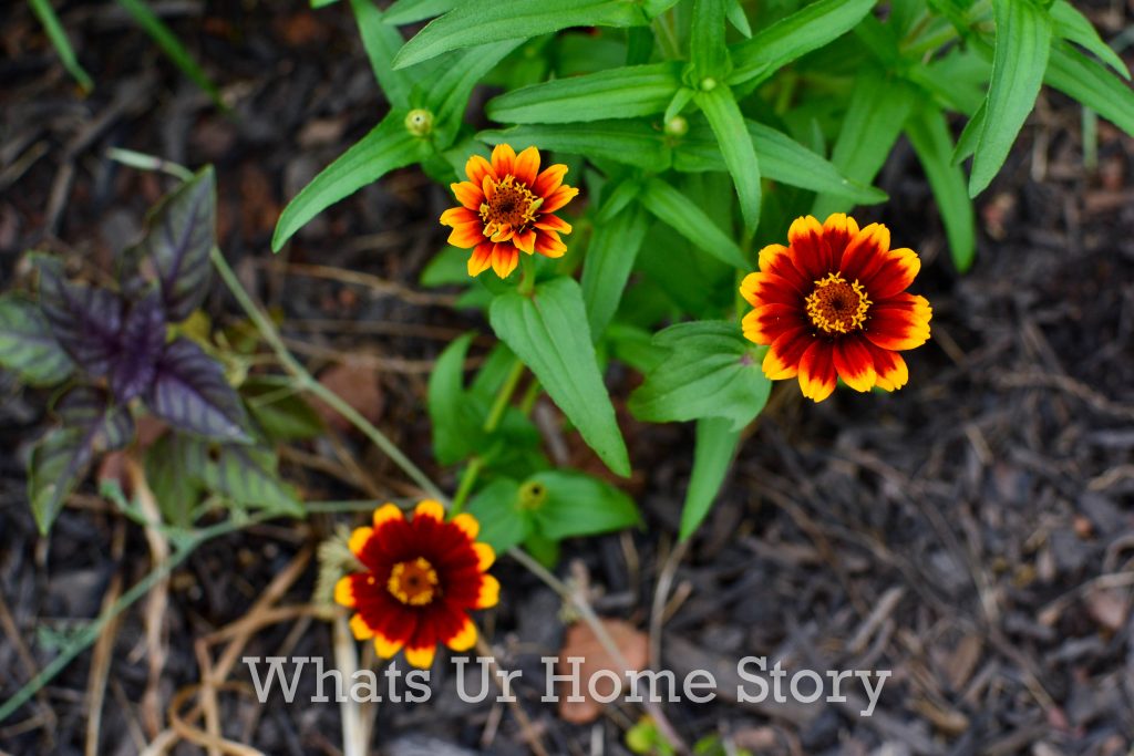 July Garden Tour Summer Cottage Garden 2020