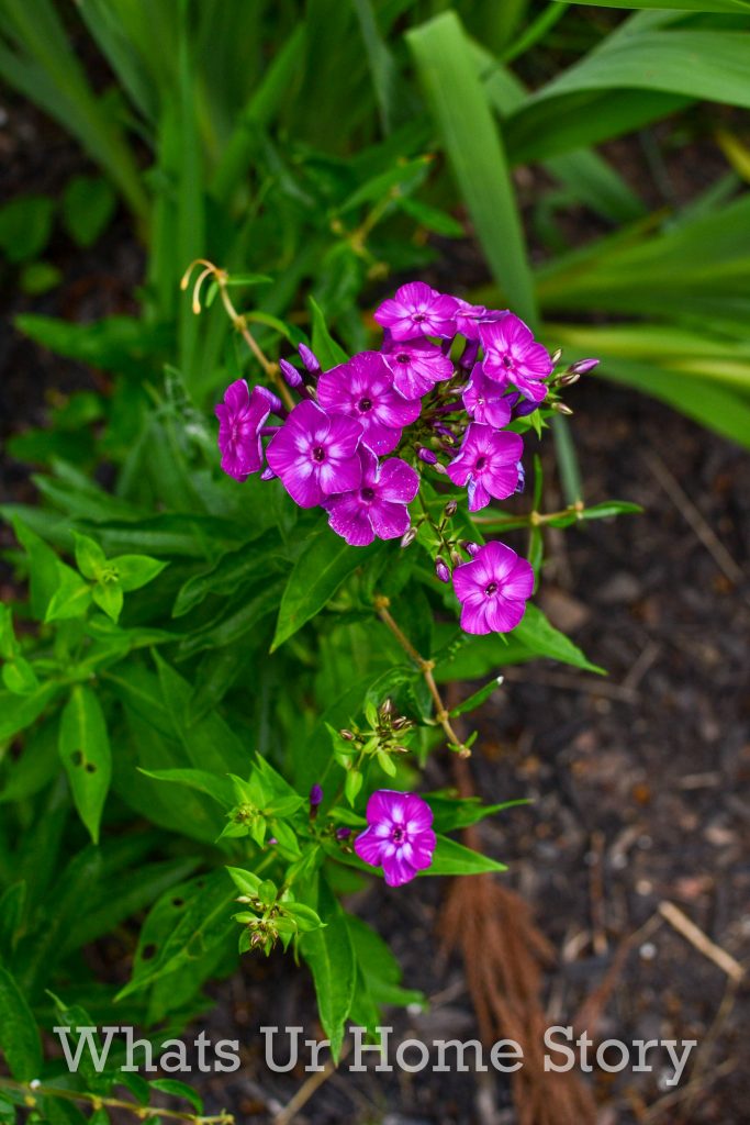 July Garden Tour Summer Cottage Garden 2020
